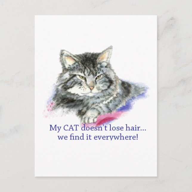Fun My Cat Doesn't Lose Hair, It's Everywhere Postcard (Front)