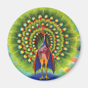 fun peacock print magnet