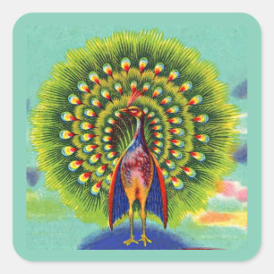 fun peacock print square sticker