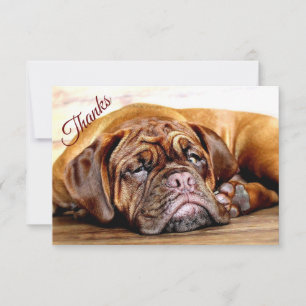 Fun Sleeping Grumpy Dog Pet Animal Thanks Thank You Card