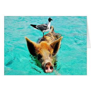 Fun together  staniel cay swimming pig seagull fis