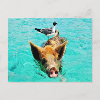 Fun together  staniel cay swimming pig seagull fis postcard