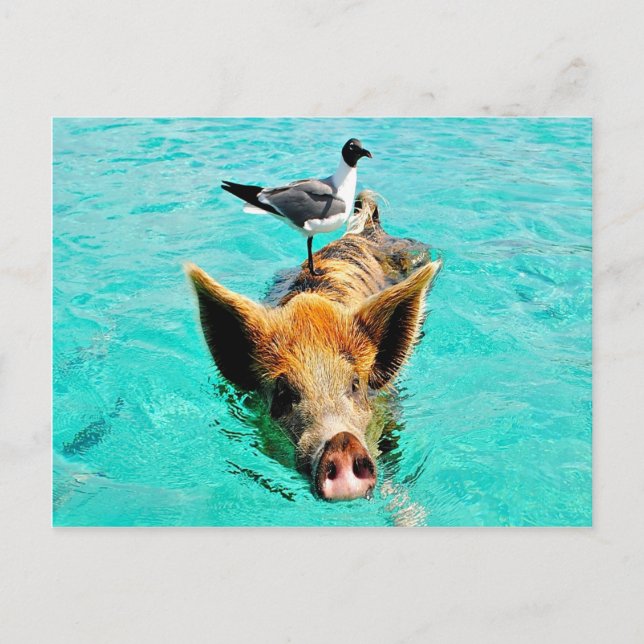 Fun together  staniel cay swimming pig seagull fis postcard (Front)