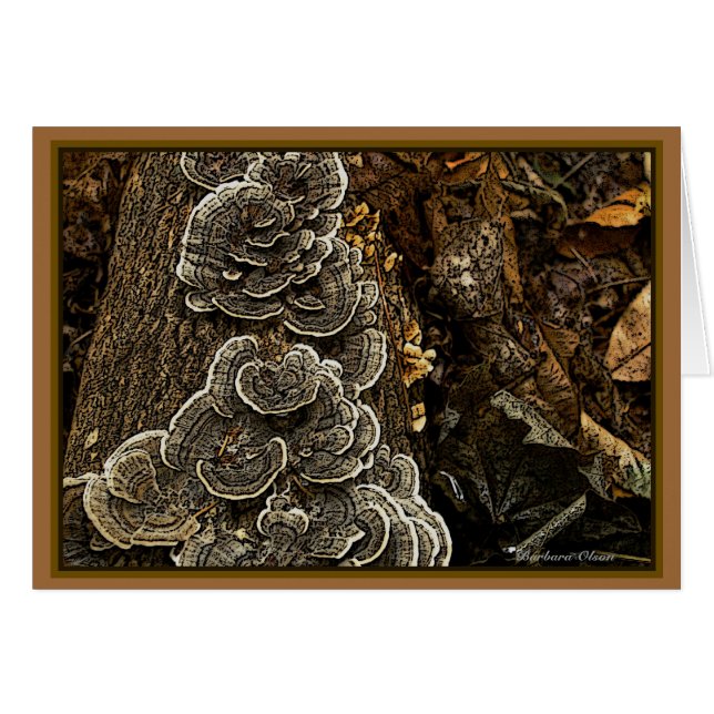 Fungi: Beauty in Nature (Front Horizontal)