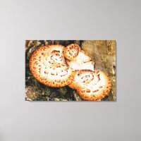 FUNGI