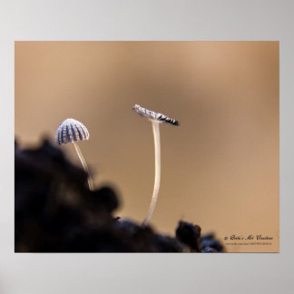 Fungi (Coprinus Plicatilis) Poster