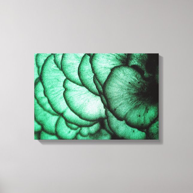 Fungi Flowers/Nature's Abstract Canvas Print (Front)