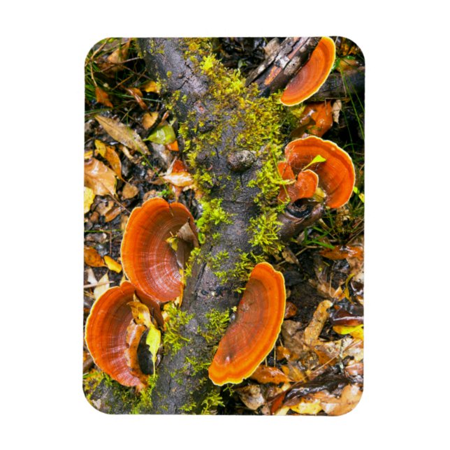 Fungi Growing On Branches, The Knysna-Amatole Magnet (Vertical)