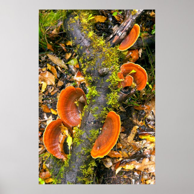 Fungi Growing On Branches, The Knysna-Amatole Poster (Front)