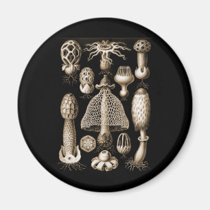 Fungi Magnet