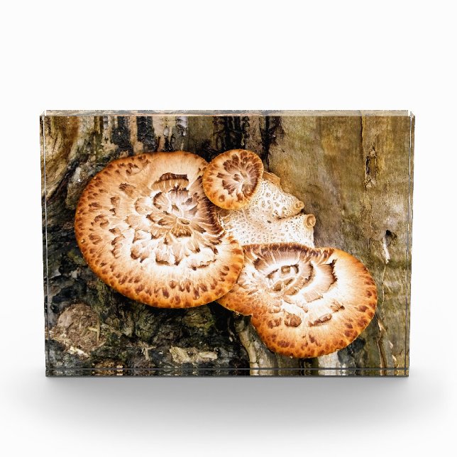 FUNGI   PHOTO BLOCK (Front)