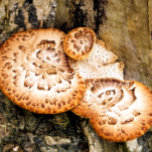 FUNGI POCKET WATCH<br><div class="desc">A photographic design of fungi growing on a tree.</div>