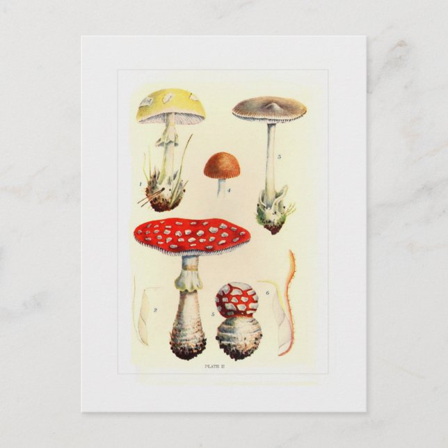 Fungi Postcard (Front)