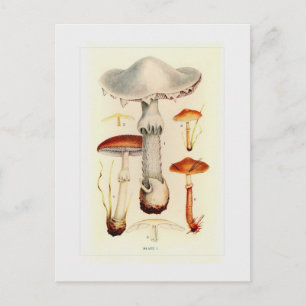 Fungi Postcard