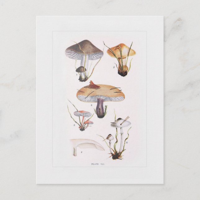 Fungi Postcard (Front)