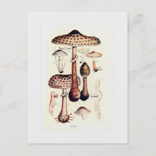Fungi Postcard