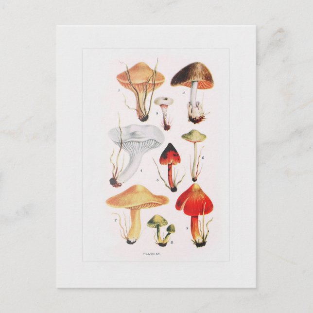 Fungi Postcard (Front)