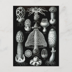 Fungi Postcard