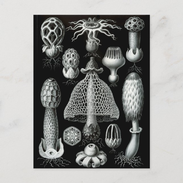 Fungi Postcard (Front)