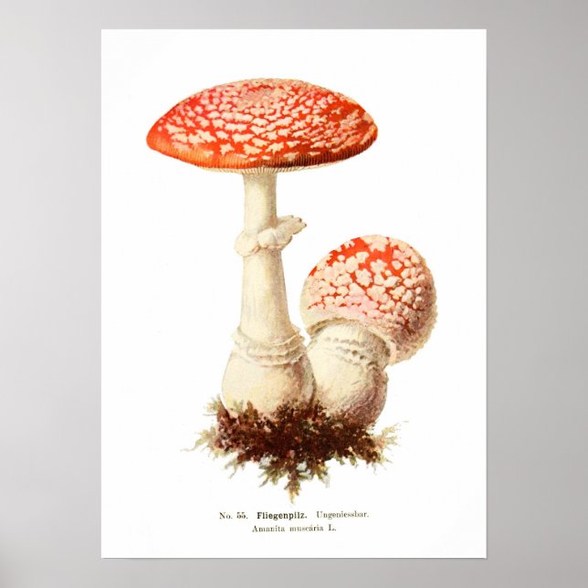 Fungi Poster (Front)