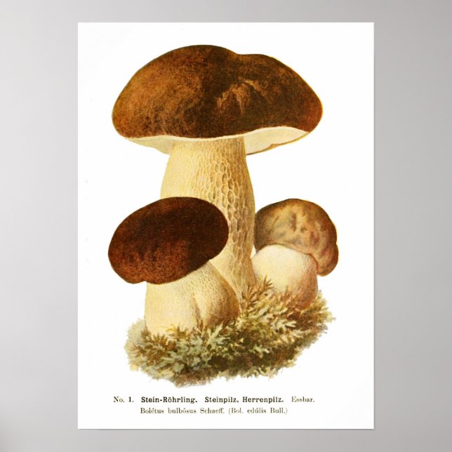 Fungi Poster (Front)