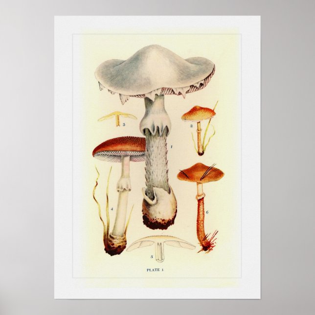 Fungi Poster (Front)