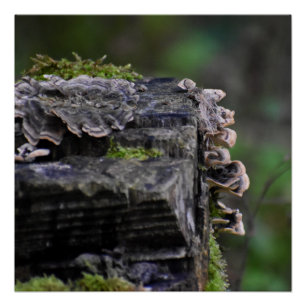 Fungi poster