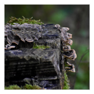 Fungi poster