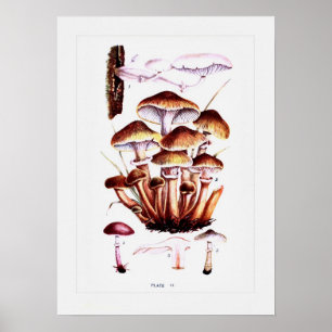 Fungi Poster