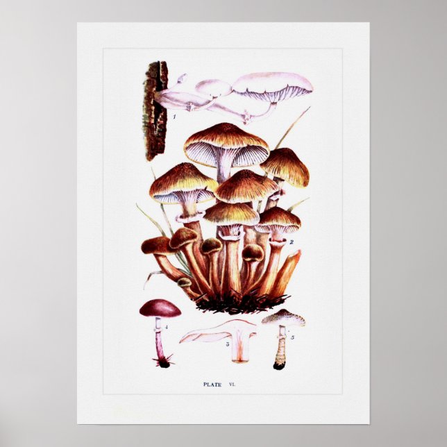 Fungi Poster (Front)