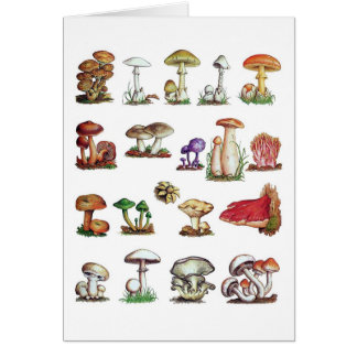 fungus
