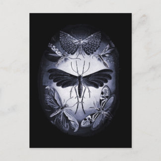 Fungus Moths in Twighlight Postcard