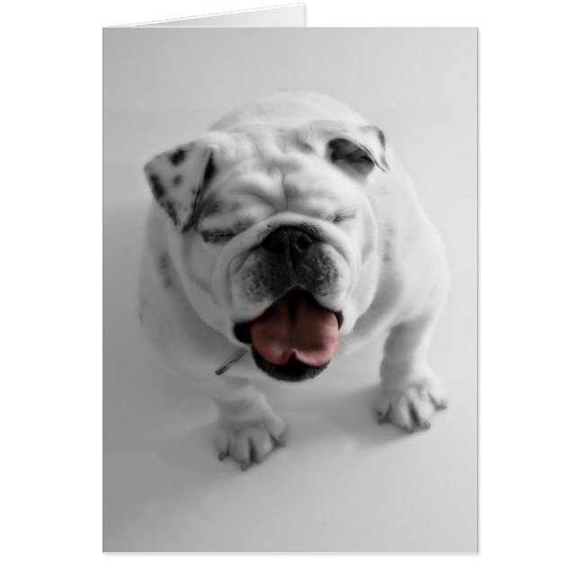 Funky Bulldog Blank Card (Front)