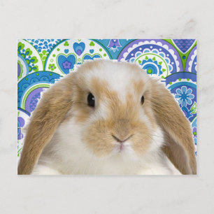 Funky Bunny Postcard