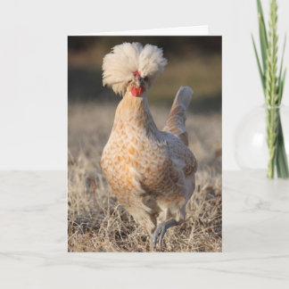 Funky Chicken Greeting Card