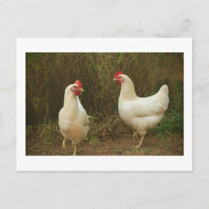 Funky Chicken Hen Hy-Line Silver Brown Postcard