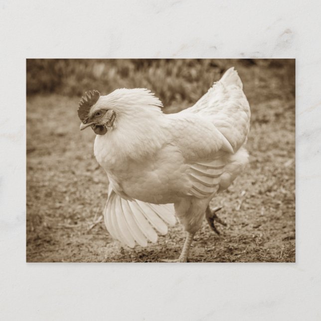 Funky Chicken Hen Hy-Line Silver Brown Postcard (Front)