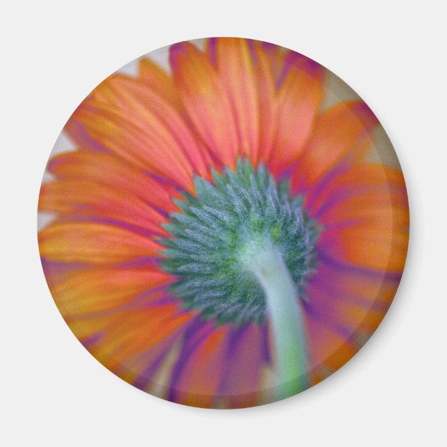 Funky Gerbera Magnet (Front)