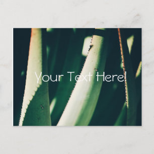 Funky Pale Green Aloe Plants Postcard