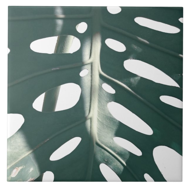 Funky Pale Green Swiss Cheese Plant Tile (Front)