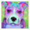 Funky Pitbull poster