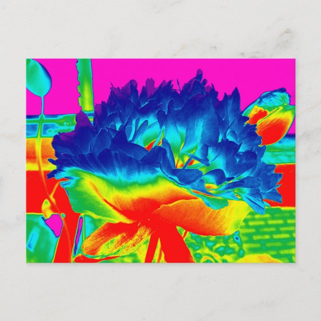 Funky Rainbow Multi Coloured Flower Popart Postcard (Front)