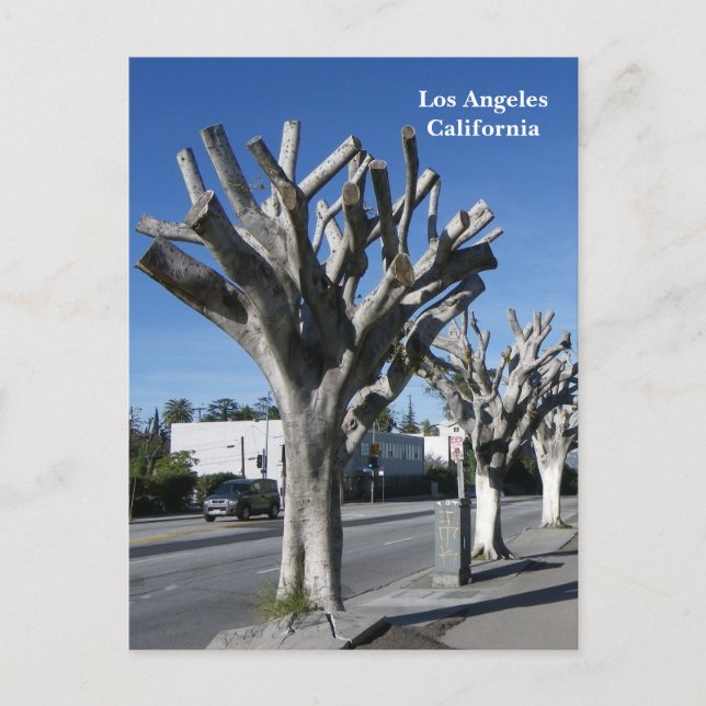 Funky Tree Los Angeles Postcard! Postcard (Front)