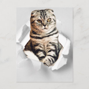 Funny 3d graphic cat torn paper illusion square  postcard