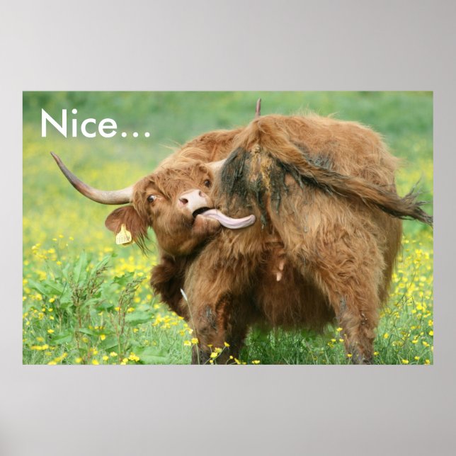 Funny Aberdeen Angus Cow Poster Print (Front)