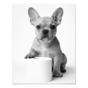 Funny Aesthetic French Bulldog Toilet Paper Photo Print