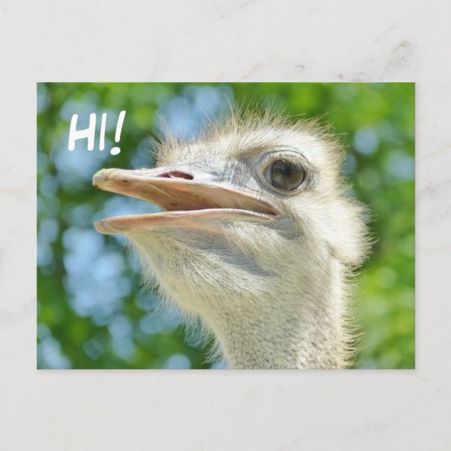 Funny African Ostrich - Hi Postcard (Front)