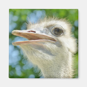 Funny African Ostrich - Refrigerator Magnet