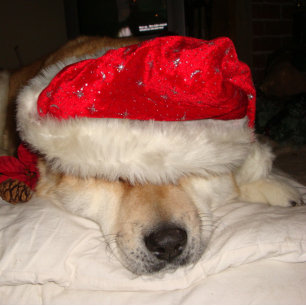 funny akita dog santa hat cones asleep christmas jigsaw puzzle