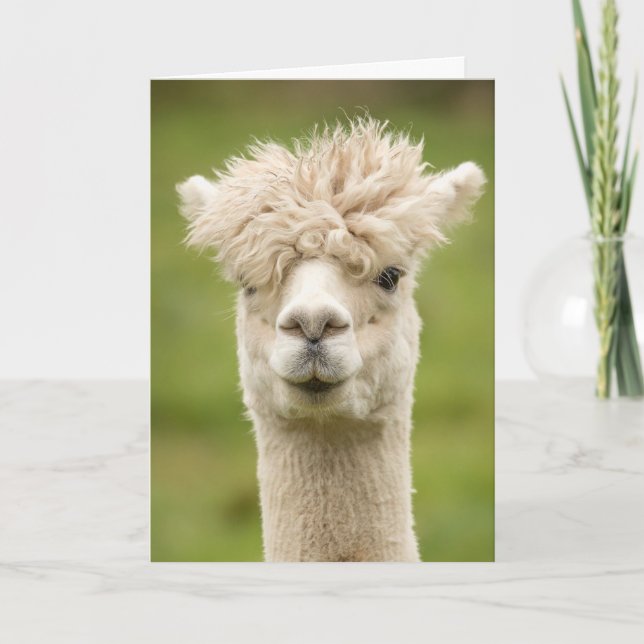 Funny Alpaca Birthday Card (Front)
